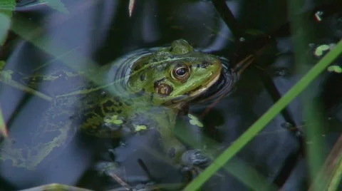 Frog in a pond 15 Stock Footage 88215