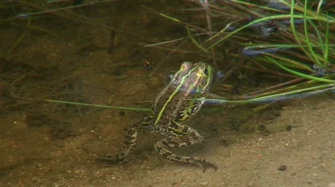 Frog in a pond 17 Stock Footage 86791