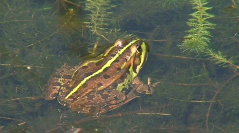 Frog in a pond 2 Stock Footage 82888