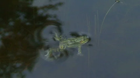 Frog in a pond 21 Stock Footage 86786