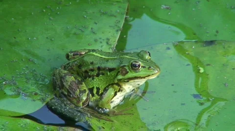 Frog in a pond 22 Stock Footage 91846