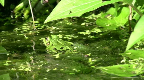 Frog in the pond 3 Stock Footage 315661