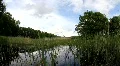 Frog Pond 3191 HD Footage