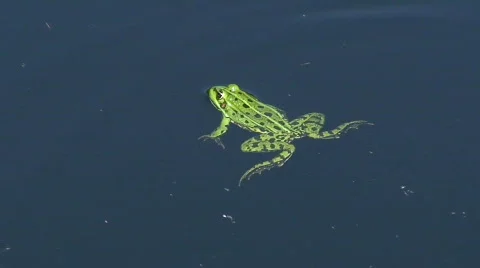 Frog in a pond 4 Stock Footage 88346