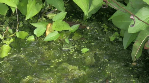 A frog in the pond 4 Stock Footage 328665