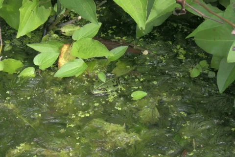 A frog in the pond 4 NTSC Stock Footage 328666