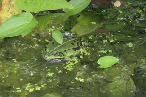 A frog in the pond 5 NTSC Stock Footage 328694