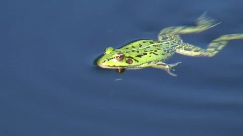 Frog in a pond 6 Stock Footage 88350