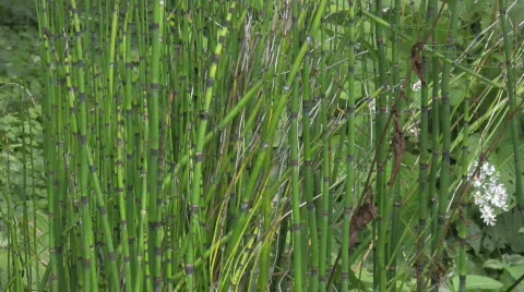 A frog in the pond 6 Video stock 328711