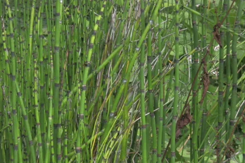 A frog in the pond 6 NTSC Stock Footage 328716