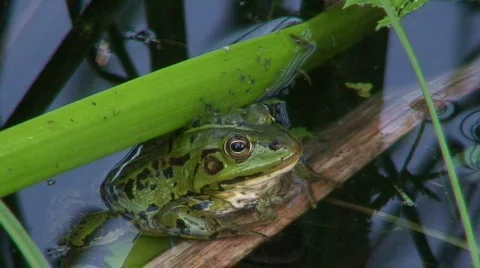 Frog in a pond 9 Stock Footage 88288