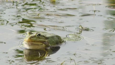 Frog in the pond croaks during the mating season, close-up Vídeos de archivo 240625925