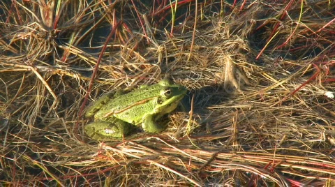 Frog on pond Video stock 319200