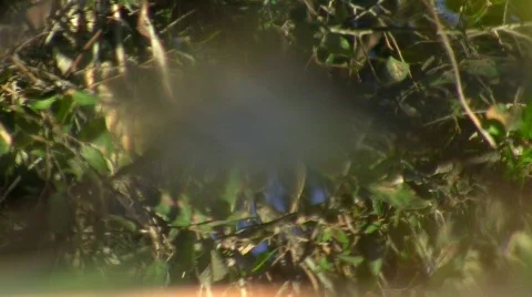 Frog  in pond Stock Footage 413140