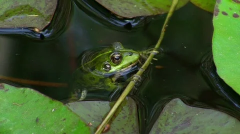 Frog in pond Stock Footage 413403