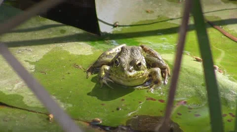 Frog in pond Video stock 8915505