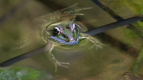 Frog in pond Stock Footage 8915523