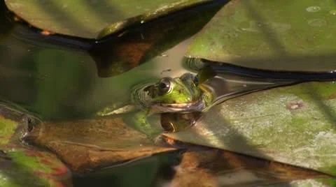 Frog in pond 库存影片 8915603
