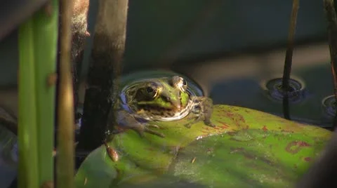 Frog in pond Stockbeeldmateriaal 8915605