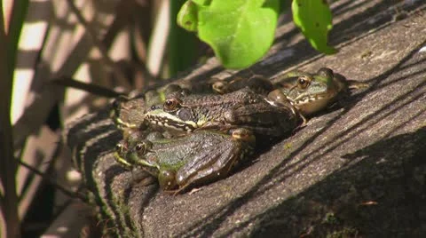 Frog in pond 库存影片 8915703