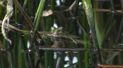 Frog in pond Vidéo 8915720