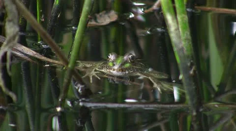Frog in pond 库存影片 8915751