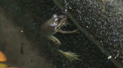 Frog in pond Video stock 8915786