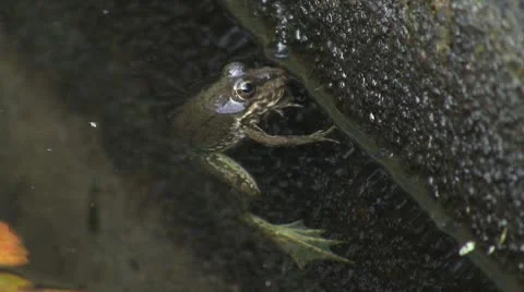 Frog in pond Видео 8915787