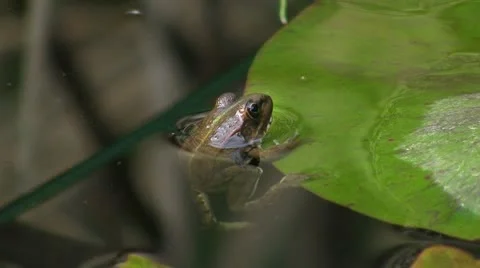 Frog in pond 库存影片 8916054