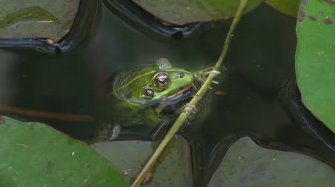 Frog in pond Video stock 8916090