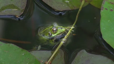 Frog in pond 库存影片 8916109