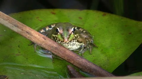 Frog in pond Stock Footage 8916137