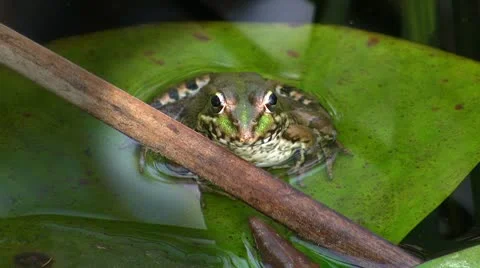 Frog in pond Video stock 8916157