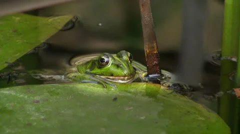 Frog in pond Stock-Footage 8916181