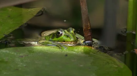 Frog in pond 库存影片 8916245