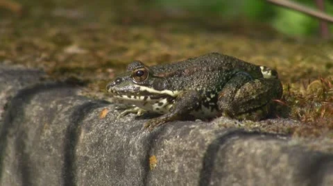 Frog in pond 库存影片 8916276