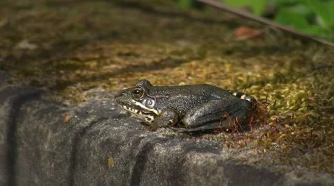 Frog in pond Video stock 8916287