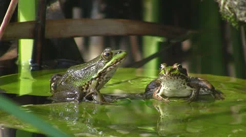 Frog in pond Stock Footage 8916371