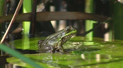 Frog in pond Vídeos de archivo 8916407