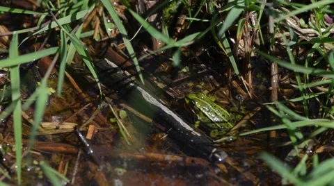 Frog in the pond Stock Footage 49686926