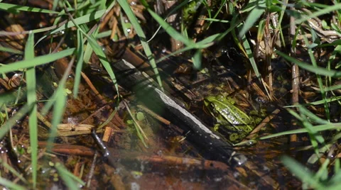 Frog in the pond Stock Footage 49686940