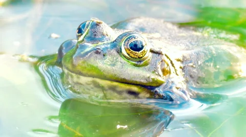 Frog in a pond Stock-Footage 51744214
