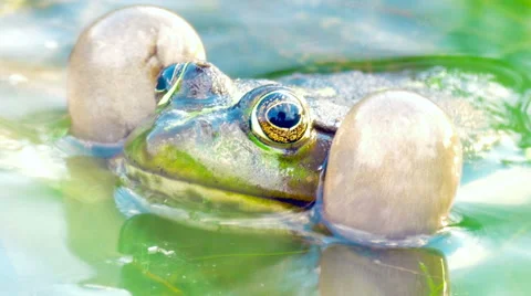 Frog in a pond Stock Footage 51744321