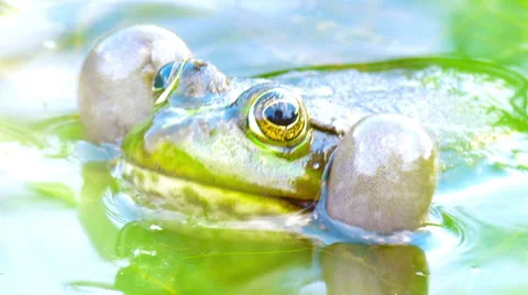 Frog in a pond Video stock 51744539