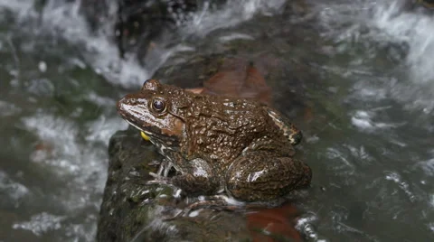 Frog in the pond. Stock Footage 55753265