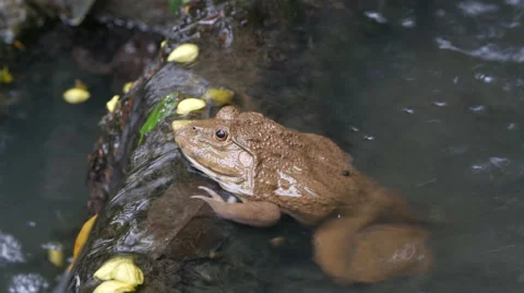 Frog in the pond. Stock Footage 55755134