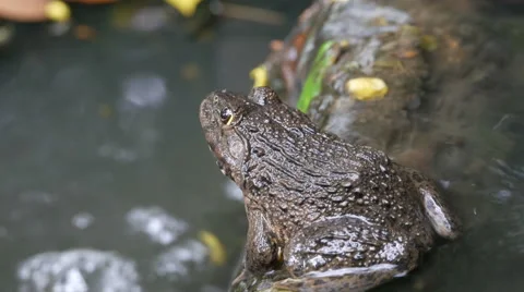 Frog in the pond. Stock Footage 55756956