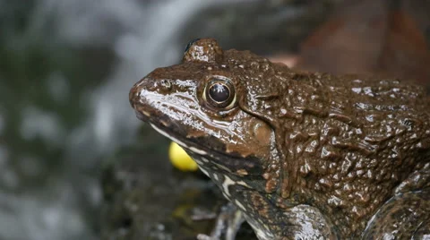 Frog in the pond. Stock Footage 55757151