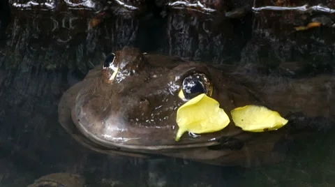 Frog in the pond. Stock Footage 55761338