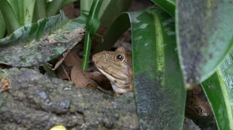 Frog in the pond. Stock Footage 55762914